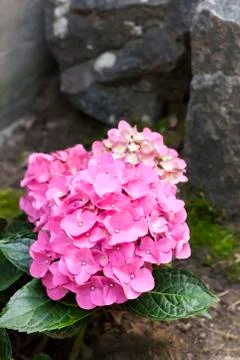 Pink Hydrangea macrophylla (Bigleaf Hydrangea) inflorescence closeup Stock Photos