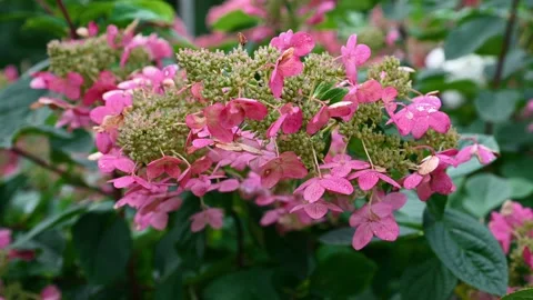 Pink Hydrangea paniculata Early Sensation branch swaying in wind Vídeos de archivo 345627382