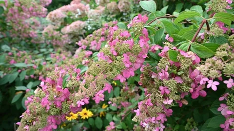Pink Hydrangea paniculata Grandiflora bush branch swaying in wind Vídeos de archivo 345627465