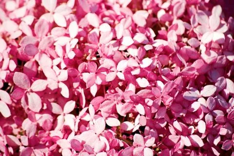 Pink hydrangea petals background texture pattern Stock Photos