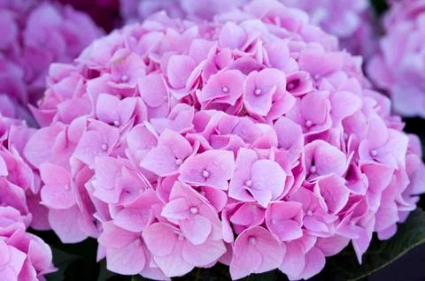 Pink hydrangea Foto stock