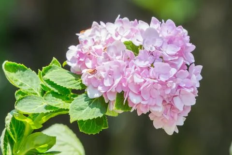 Pink hydrangea Stock Photos