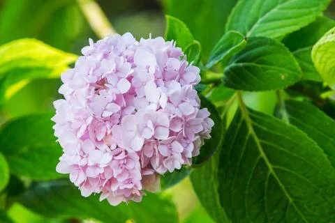 Pink hydrangea Foto stock