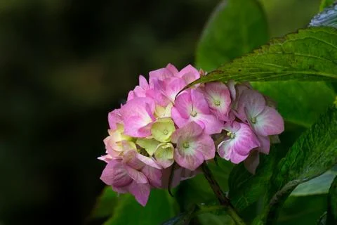 Pink hydrangea Stock Photos