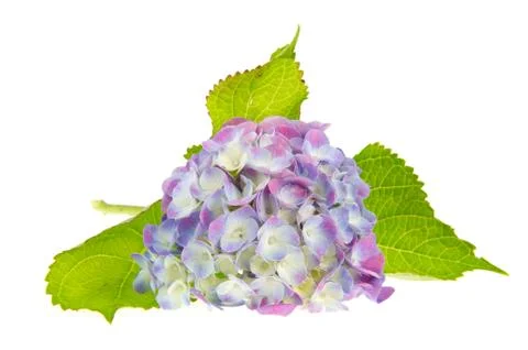 Pink hydrangea Foto stock