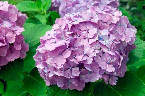 Pink hydrangea Stock Photos