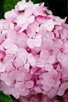Pink hydrangea Stock Photos