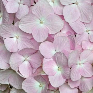 Pink hydrangea Stock Photos