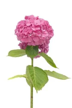 Pink hydrangea Stock Photos