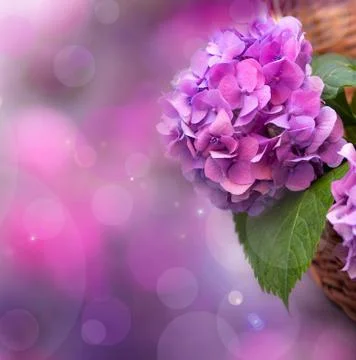 Pink hydrangea Stock Photos