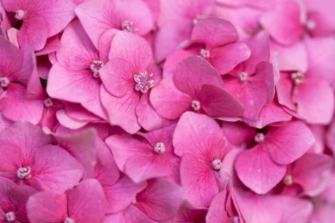 Pink hydrangea Foto stock