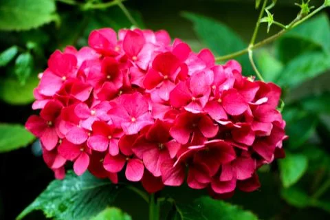Pink Hydrangea Stock Photos