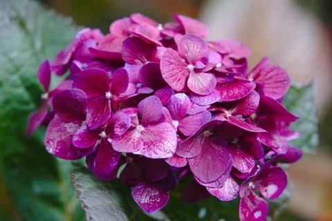 Pink hydrangea Stock Photos