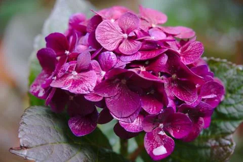 Pink hydrangea Stock Photos