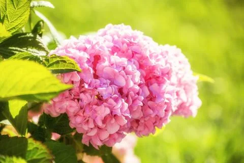 Pink hydrangea Stock Photos