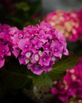Pink Hydrangea Stock Photos