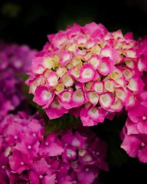 Pink Hydrangea Stock Photos