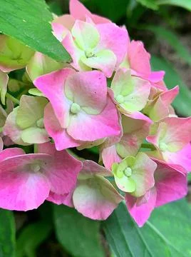 Pink hydrangea Stock Photos