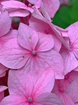 Pink hydrangea Stock Photos
