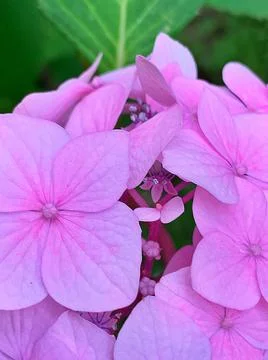 Pink hydrangea Stock Photos