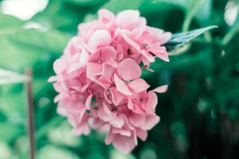 A pink hydrangea 库存照片