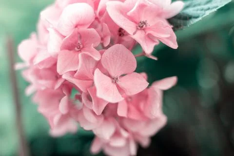 A pink hydrangea Foto stock