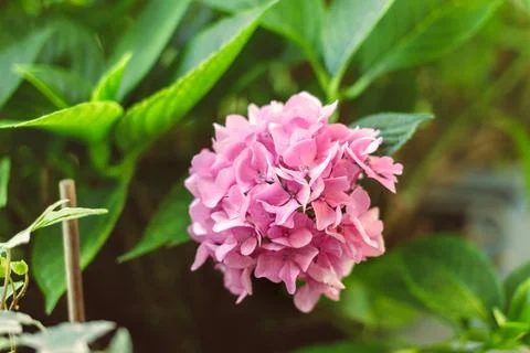 A pink hydrangea Fotos Stock