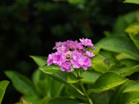 Pink Hydrangea Foto stock