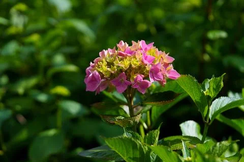 Pink hydrangea Stockfoto's