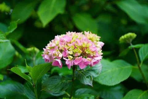 Pink hydrangea 库存照片
