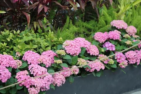 The pink hydrangea in the planter box is surrounded by green plants and shr.. Stock Photos