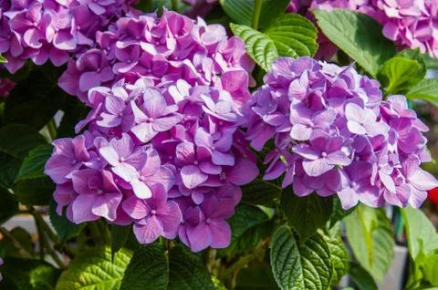 Pink hydrangea plants in full bloom Stock Photos