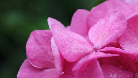 Pink hydrangea in the rain Stock Footage 8521351