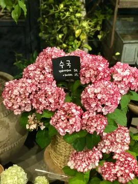 Pink Hydrangea in a Rustic Flower Shop Display Foto stock