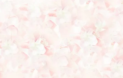 Pink Hydrangea spring flowers Pink Hydrangea spring flowers .Soft Pastel C... 写真素材