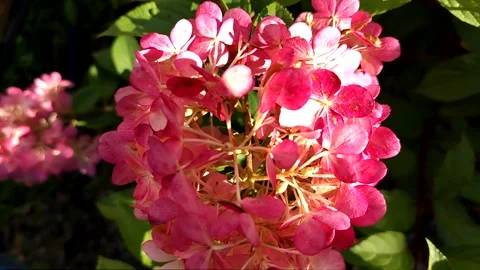 Pink hydrangea in sunlight top view a light wind moves the petals horizontal vid Stock Footage 322048228