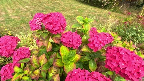 Pink Hydrangea Sways in Summer Garden Breeze Stock Footage 314879015