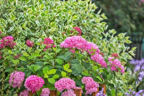 Pink hydrangea tree varieties "The pink annabelle" Stock Photos