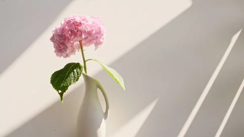 Pink hydrangea in a vase, light and shadows. Wind blows through the open window Stock-Footage 270925741
