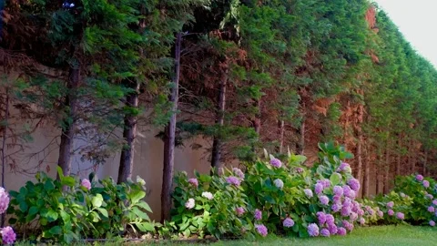 Pink Hydrangeas and small pine trees Stock Footage 158535708