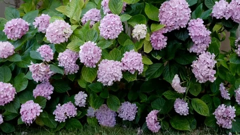 Pink Hydrangeas are swinging with wind Stock Footage 158536483