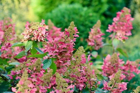 Pink hydrangeas in bloom, glowing in soft sunlight in a summer garden. Autu.. Stock Photos