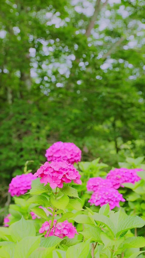 Pink hydrangeas blooming against a lush green forest background Video stock 337677927