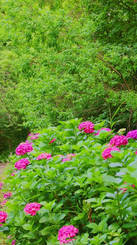 Pink hydrangeas blooming on a green hillside in Fukuoka Видео 336970149