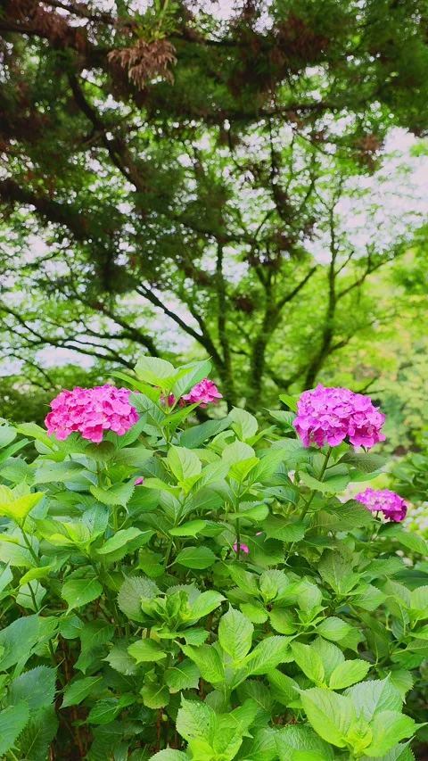 Pink hydrangeas blooming on a green hillside in Fukuoka Stockbeeldmateriaal 336970150