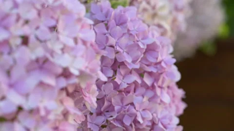 Pink hydrangeas blooming in nature. Botanical beauty and romantic atmosphere Video stock 317320512