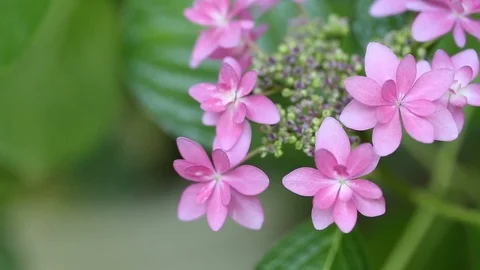 Pink hydrangeas close up. With copy space and bokeh feel Stock Footage 76355161