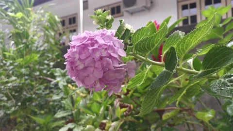 Pink hydrangeas flower Stock Footage 162301076