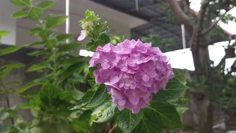 Pink hydrangeas flower Stock Footage 162301096