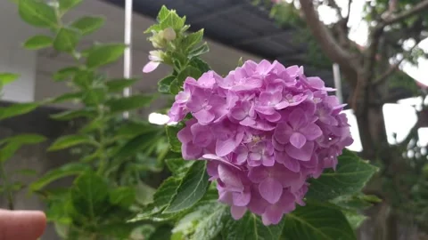 Pink hydrangeas flower Stock Footage 162301177